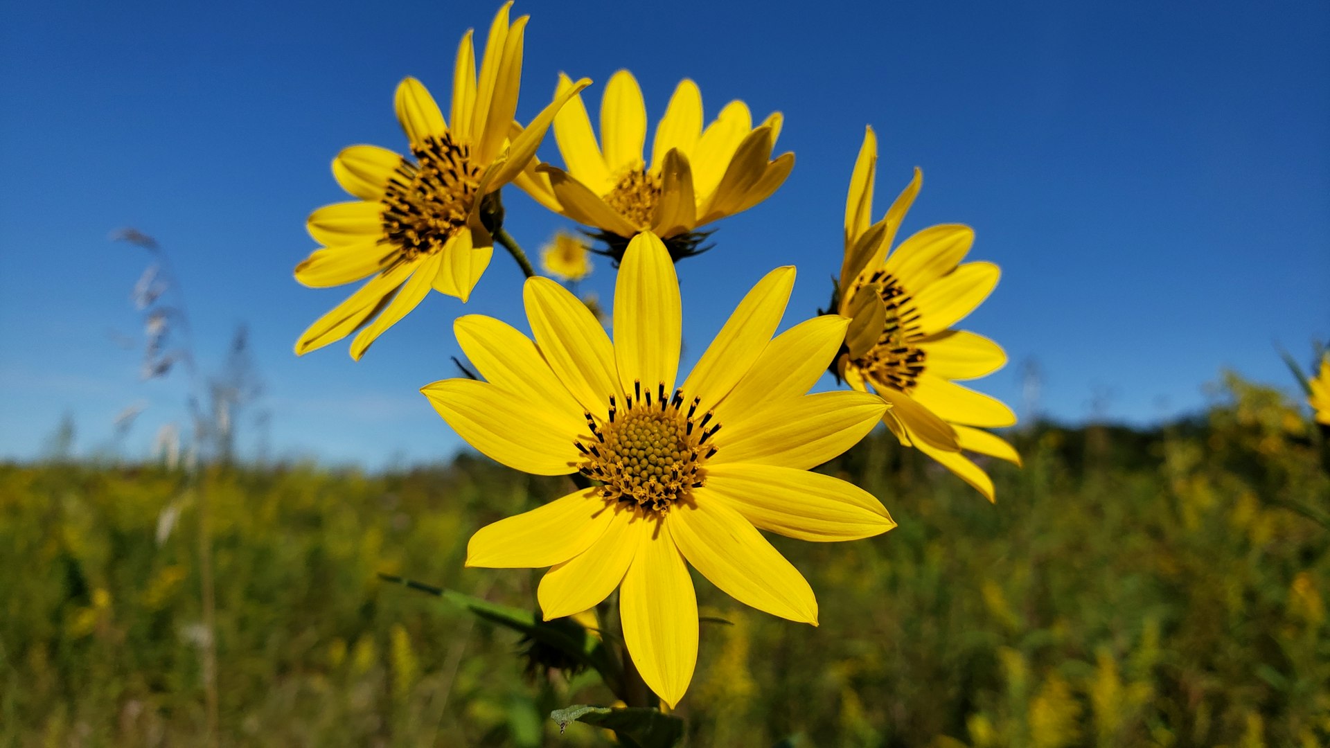 a field of yellow flowers with a blue sky in the background